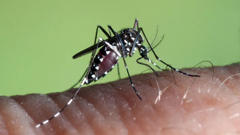 O mosquito 'aedes albopictus' é o vector da doença.&nbsp;