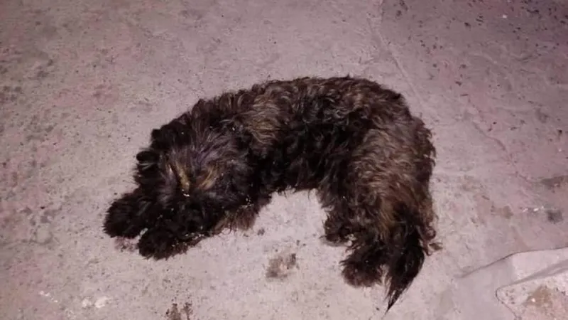 Animad lança apelo para ajuda dos animais 