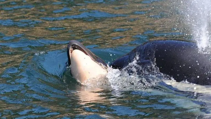 Foto Center for Whale Research