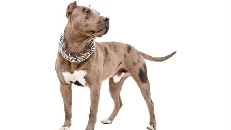 Foto Shutterstock