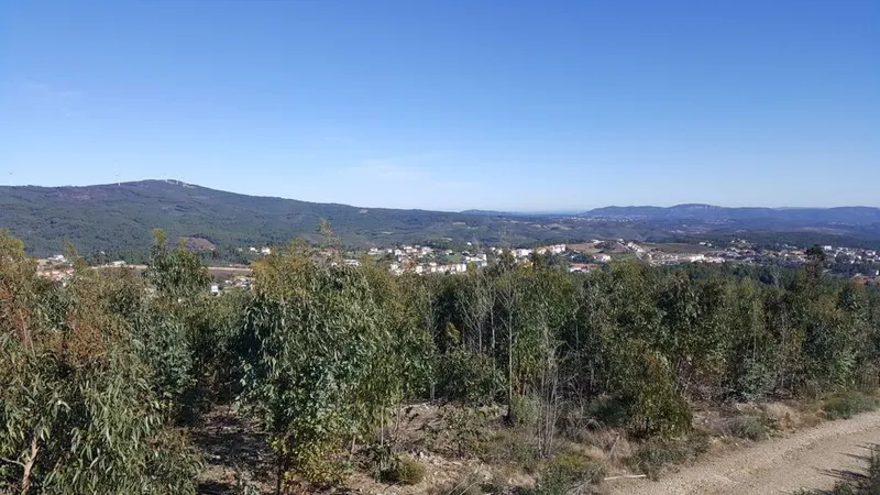 Arredores de&nbsp;Proença-a-Nova, concelho do distrito de Castelo Branco, é um dos 4 com risco máximo de incêndio florestal.&nbsp; &nbsp;Foto Shutterstock