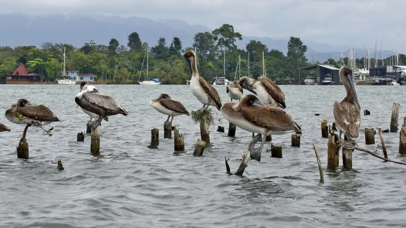 O vírus H5N1 foi detectado em pelicanos na Guatemala.&nbsp; &nbsp;Foto Shutterstock