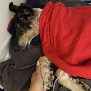 Fotos DR/Ajuda a Alimentar Cães