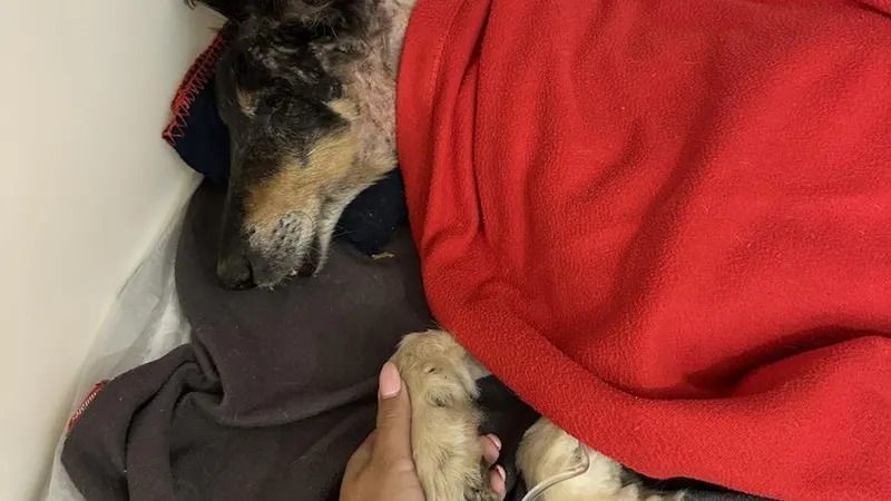 Fotos DR/Ajuda a Alimentar Cães