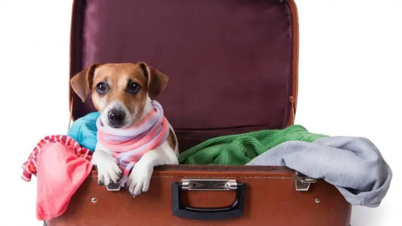 1. Reserva do voo - Certifique-se de que a companhia aérea escolhida permite o transporte de animais. Algumas companhias Low Cost, como a Ryanair ou a Easyjet, apenas permitem o transporte de animais de assistência.