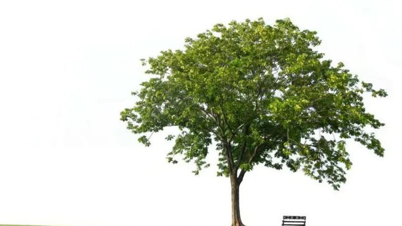 Foto Shutterstock