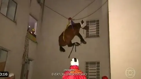 Onze mil animais já foram resgatados com vida.