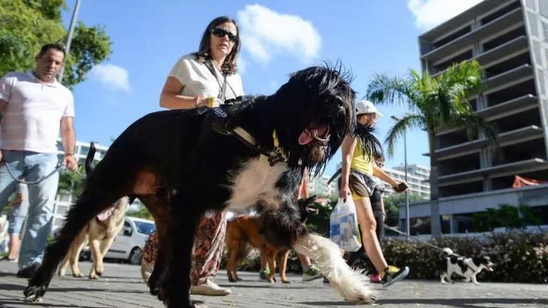VII Cãominhada do Funchal (1)