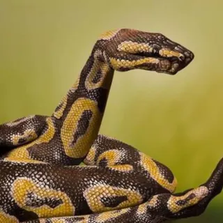 Três braços pintados.