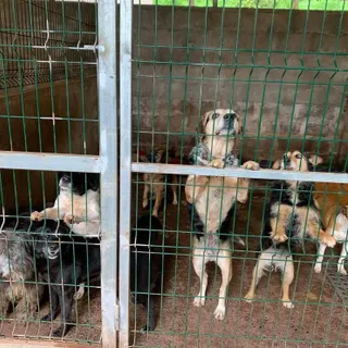 A associação acolher cerca de 200 animais nas suas instalações.