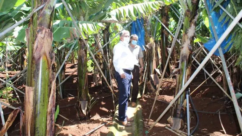 Humberto Vasconcelos visitou cultivo de bananas. Foto Facebook GR