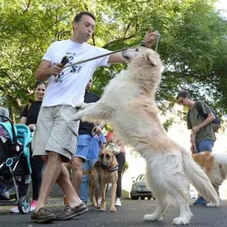 VII Cãominhada do Funchal (3)