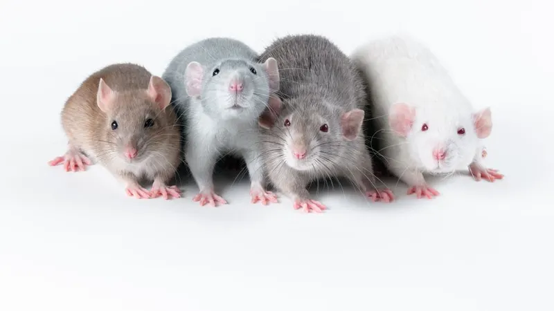 Foto Shutterstock