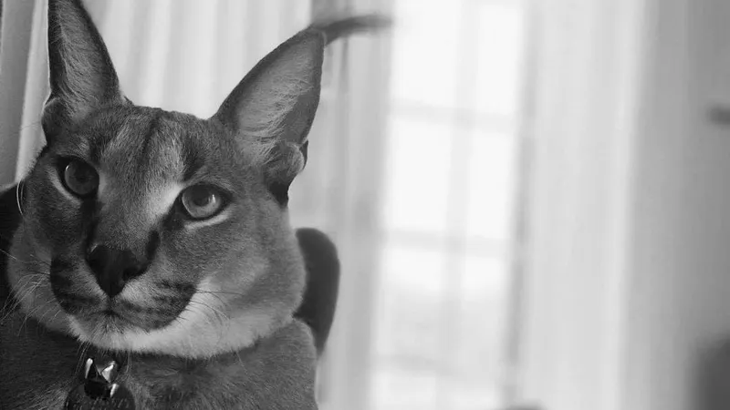 Foto DR/Ajuda a Alimentar Cães/Facebook