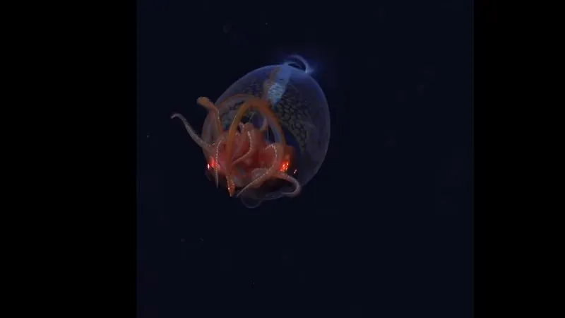 Foto DR/Schmidt Ocean Institut