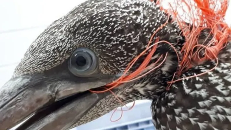 Fotos DR/Centro de Reabilitação de Animais Marinhos