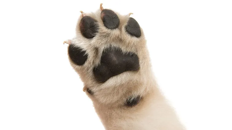 Foto Shutterstock
