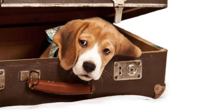 2. Peso e dimensões - Se o seu animal for de pequeno porte poderá viajar consigo na cabine (dentro da caixa transportadora). Se o tamanho ou peso excederem os limitados fixados, este terá de ser transportado no porão. Mas não se preocupe: uma vez informada da presença de animais no porão do avião, a companhia assegurará as condições necessárias para que ele se sinta confortável, como aquecimento, luz e ventilação. 