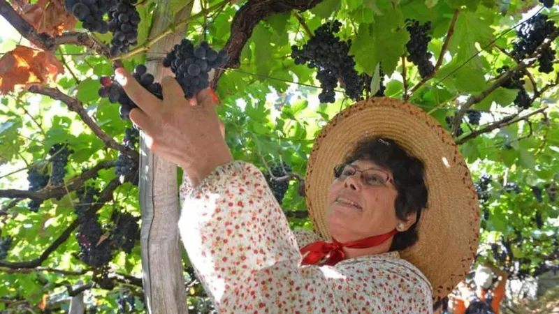 A vindima começa oficialmente no dia 28 de Agosto.