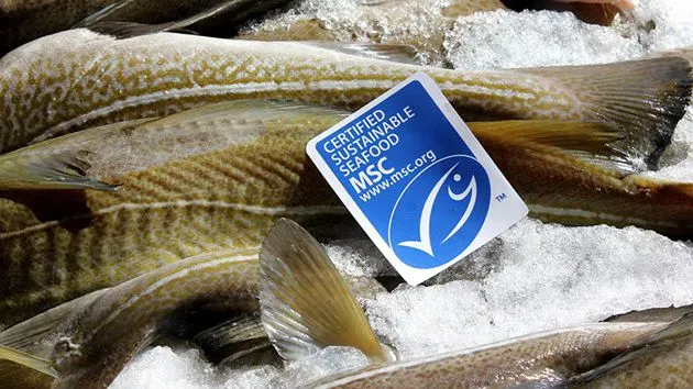 Foto DR/Marine Stewardship Council