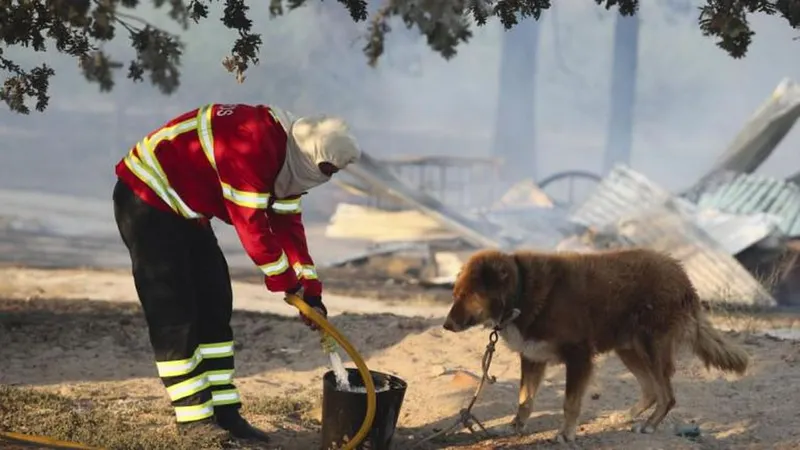 Um bombeiro dá água a um cão na zona do incêndio de Alijó. FOTO PEDRO COSTA/LUSA