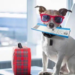 3. Documentação - O seu animal também precisa de um ‘passaporte’. Este deverá ser emitido e assinado por um médico veterinário autorizado e contemplar informações como as vacinas (que deverão estar actualizadas), a sua identificação e o número do microchip. Coloque etiquetas de identificação temporária na caixa de transporte com os dados do animal (nome, nome do dono, contacto e morada de destino).