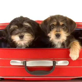 6. Garanta o conforto do seu animal durante o voo - Alguns dias antes, vá habituando o seu animal à caixa transportadora, para que ele não a estranhe durante a viagem. Coloque brinquedos ou guloseimas lá dentro para que ele faça uma associação positiva. Para a viagem, não se esqueça de forrar a caixa com tapetes higiénicos e de levar mais alguns para prevenção. Certifique-se de que ele tem consigo um brinquedo ou uma manta confortável e que lhe seja familiar. 