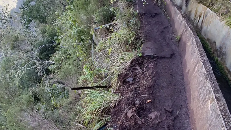 Imagem recolhida a 11 de Março de 2025, na Levada do Furado.
