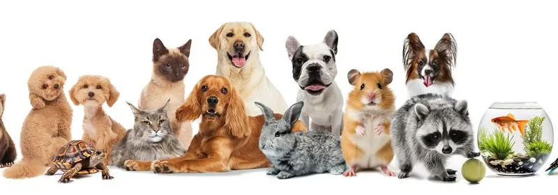 Foto Shutterstock