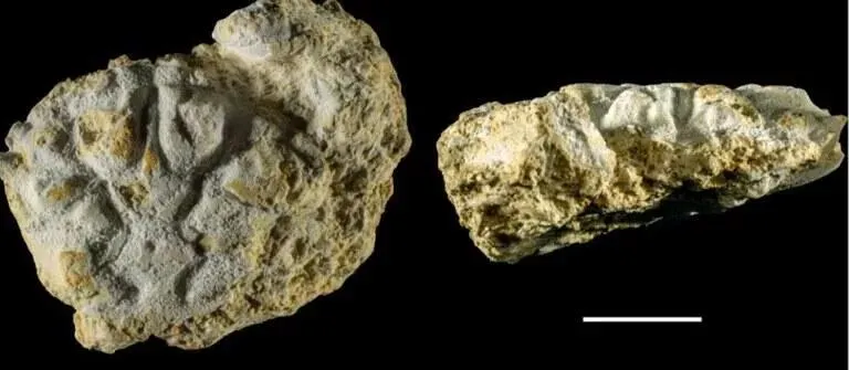 Foto Museu de Ciências da Terra