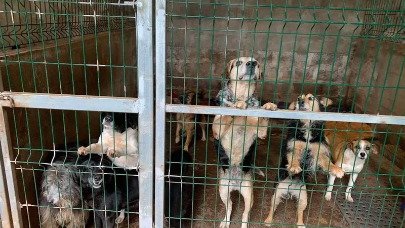 A associação acolher cerca de 200 animais nas suas instalações.