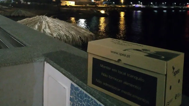 Foto Spea