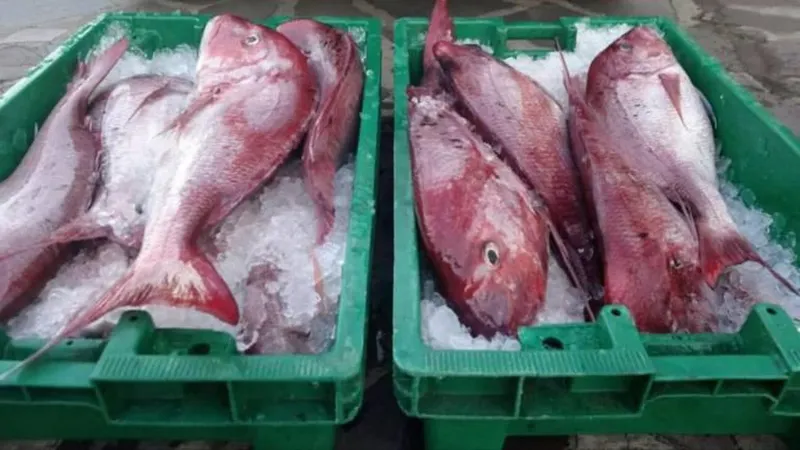 A imagem do peixe que depois seguiu para leilão.   Foto GNR