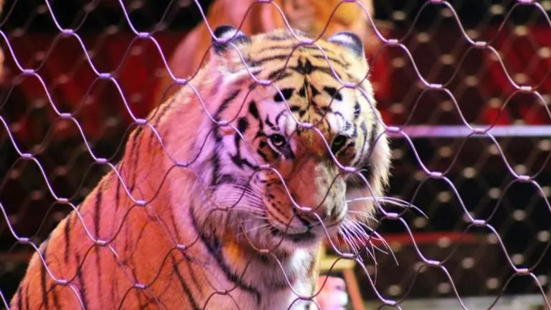 Há circos que optam por não ter animais.   Foto DR