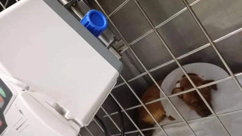 O cão, resgatado pela Associação em Junho, foi transportado de urgência para a AuQmia ClinicaVet, na sexta feira.