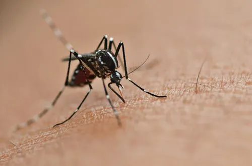 Este vírus é transmitido pelo Aedes aegypti,&nbsp;o mosquito transmissor da dengue