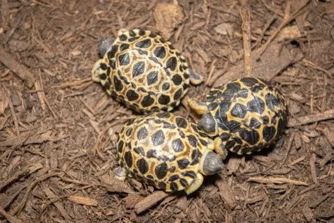 Fotos&nbsp;Jackelin Reyna/Houston Zoo