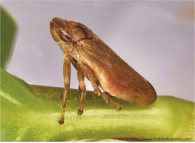Este é o Philaenus spumarius, o vector disseminador da Xylella fastidiosa.&nbsp; Foto DR