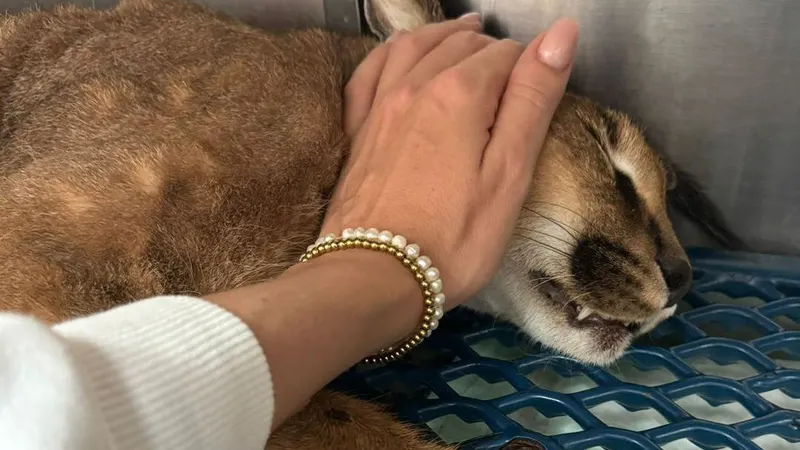 Foto DR/Ajuda a Alimentar Cães