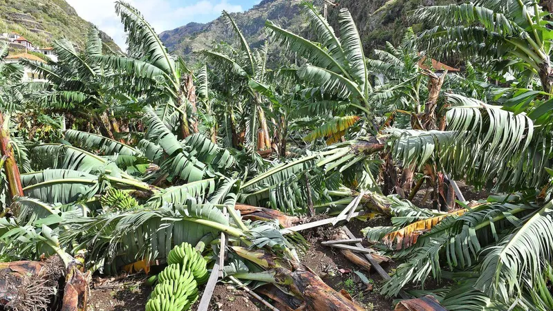 Foram vários os prejuízos nas plantações de bananeiras devido ao mau tempo do final do ano passado.&nbsp;