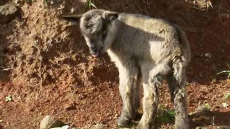 Imagem de uma cabra bebé na Deserta Grande.