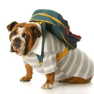5. Check-in - O check-in do animal poderá levar algum tempo. É aconselhável estar no aeroporto pelo menos 3 horas antes do voo, mas deverá contactar a companhia aérea para se certificar da antecedência exacta com que deve comparecer.
