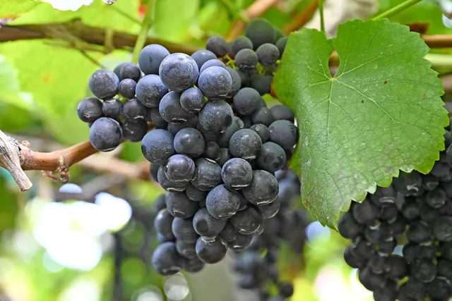 João Figueira destaca qualidade das uvas na colheita deste ano.&nbsp;