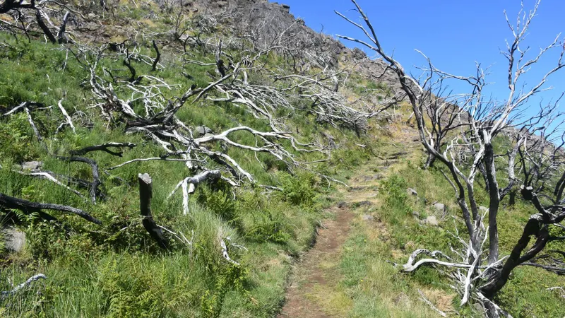A vegetação, muita dela endémica e nativa, foi bastante afectada pelo incêndio de Agosto de 2025, sendo visível esse impacto quase dois anos depois.&nbsp;