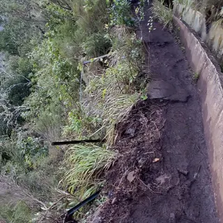 Imagem recolhida a 11 de Março de 2025, na Levada do Furado.