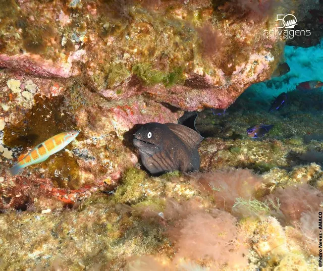 A biodiversidade das Selvagens, tanto das áreas marinhas, como terrestres, foi evidenciada com esta expedição.