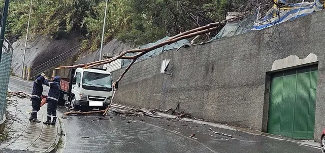 Verificaram-se 12 quedas de árvores ou de galhos entre os dias 27 e 28 de Outubro.